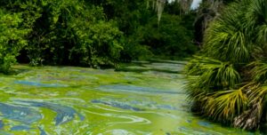 USGS Study: Saltwater triggers cyanobacteria to release toxins
