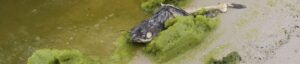 Cyanobacteria washes ashore