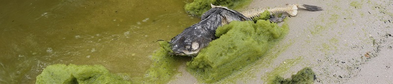 Cyanobacteria washes ashore