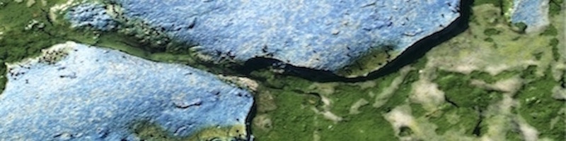 cyano_800.jpg
