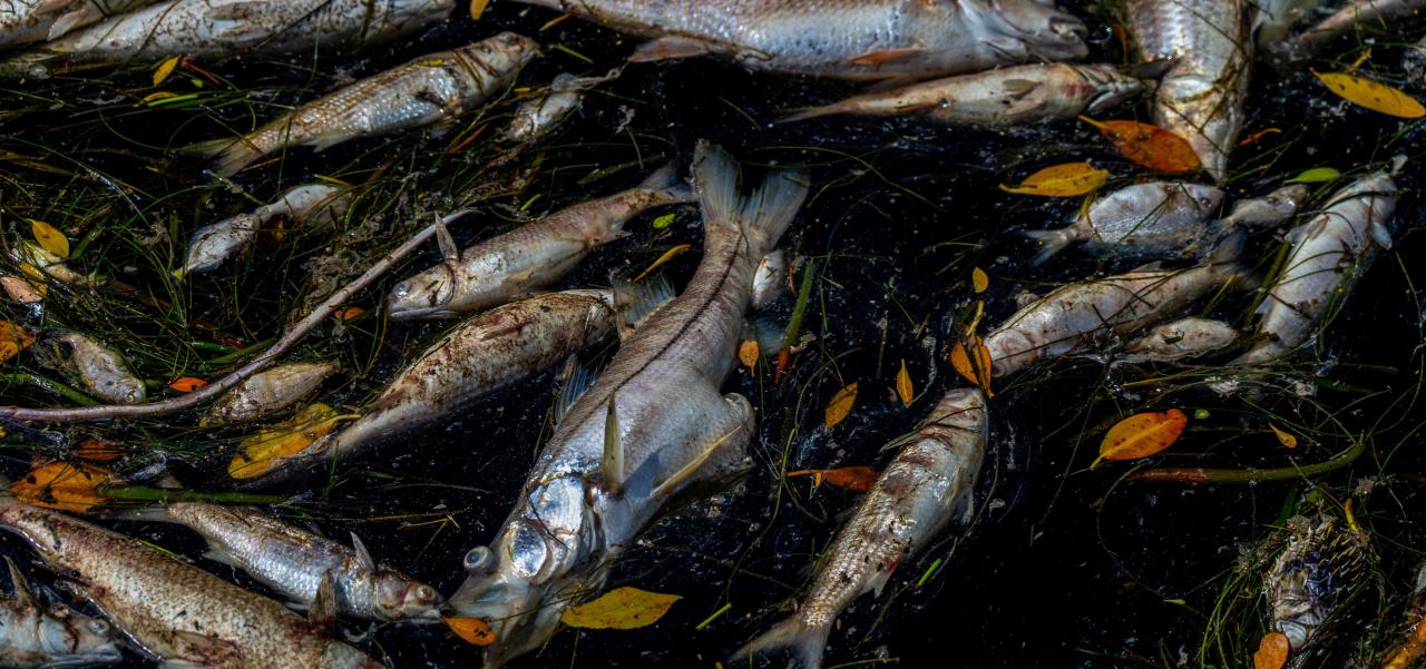fish.jpg
