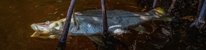 snook_850.jpg