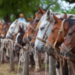 Horses en Fiesta de la Tradicion in San Antonio de Areco_133020620