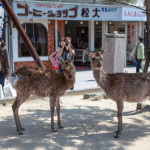 Deers in Miyajima Island (Itsukushima)_271304498