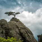 lonely-tree-on-a-rock-in-the-demerdji-mountain_451489621
