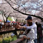 yeojwacheon-romance-bridge-in-busan_524091910