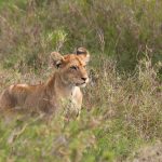 Serengeti National Park, Tanzania_131599367