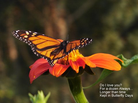 W H Skip Williams III