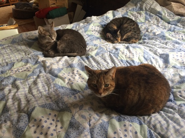 Pam Rafferty, Greensboro, NC North Carolina currently in Cincinnati, OH USA