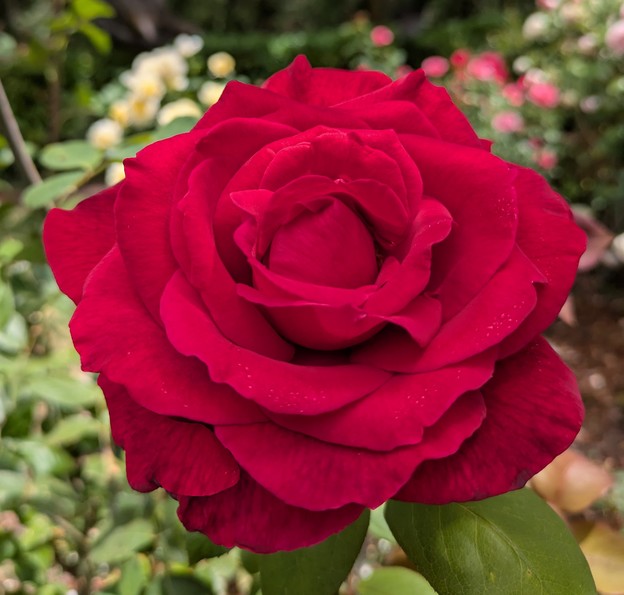 A rose from our garden