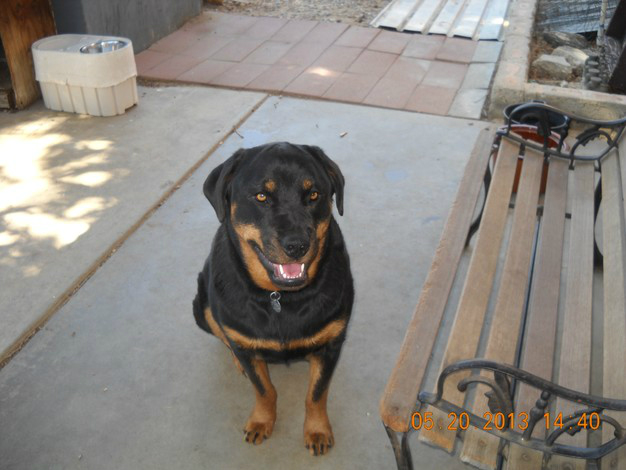 cynthia Louise Rideout