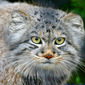 I thought I saw a puddy cat...