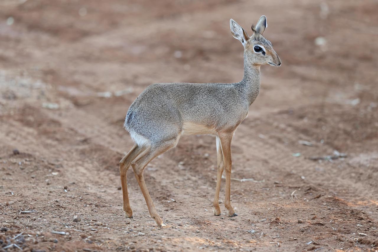 Show us your small antelope species. - Page 3 - Your Africa images