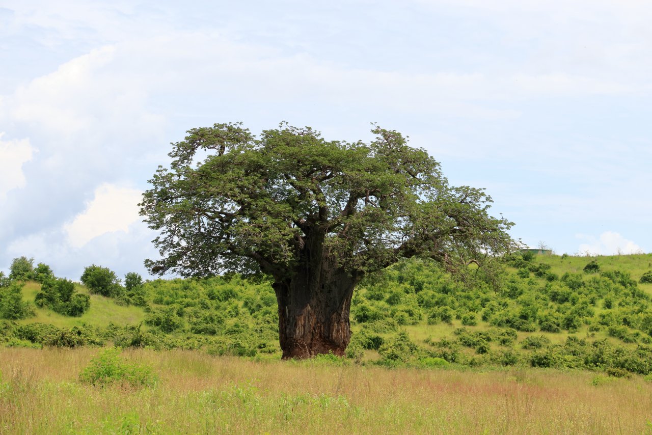 Lakes, Baobabs, Falls and Islands - Green Season in Southern Tanzania ...
