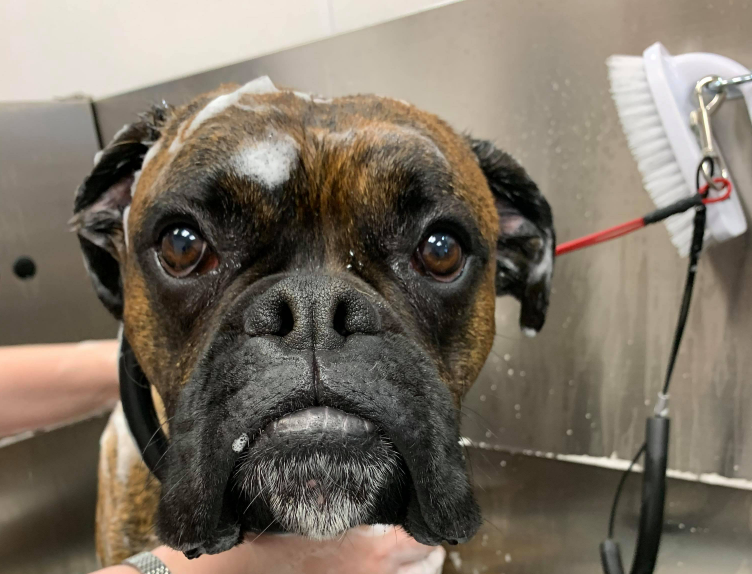 Image showcasing Dog Grooming School | Pet Grooming Training - Animal Behavior College