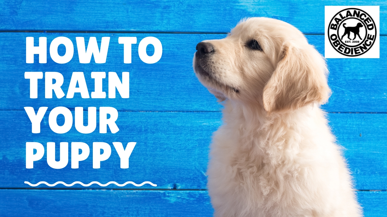 ONLINE PUPPY TRAINING COURSES No ecollar. Private Coaching Available