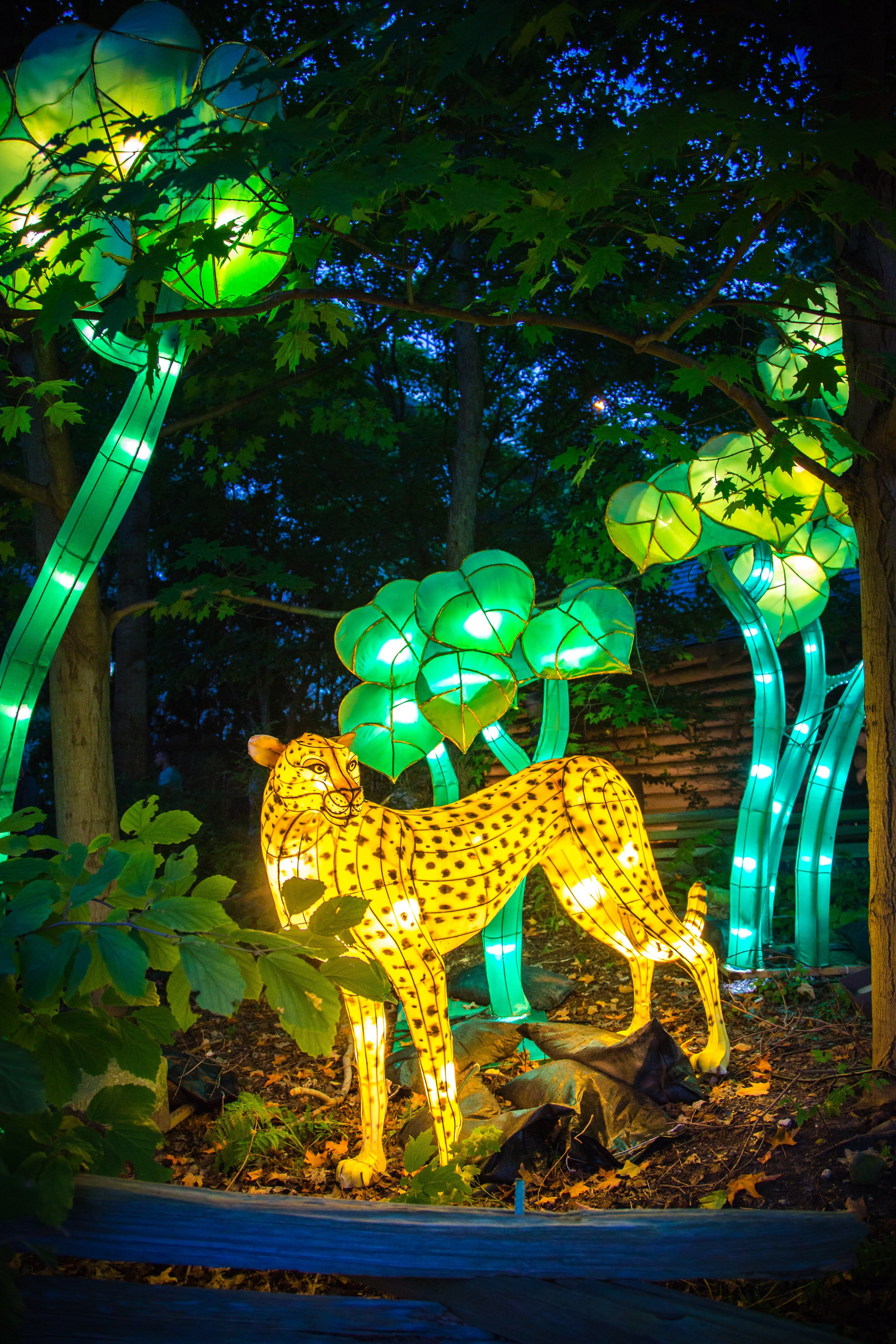 St Louis Zoo Lantern Festival - 6268ana