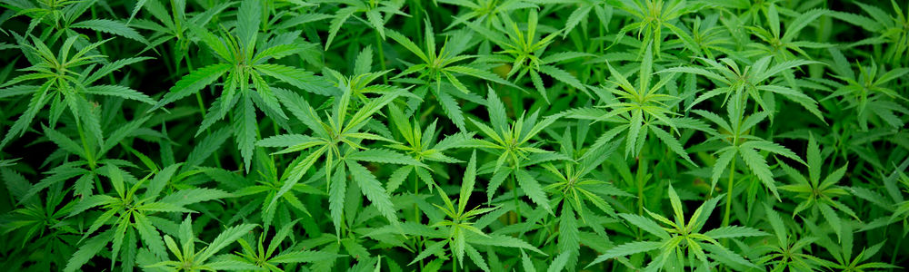 Marijuana Market