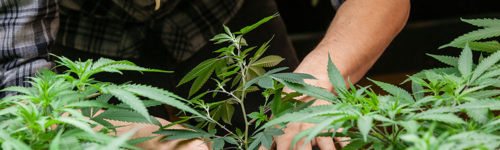 Marijuana Industry