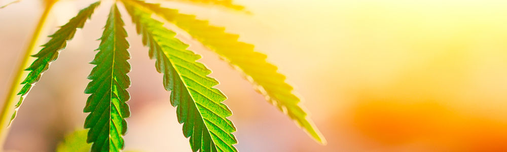 marijuana