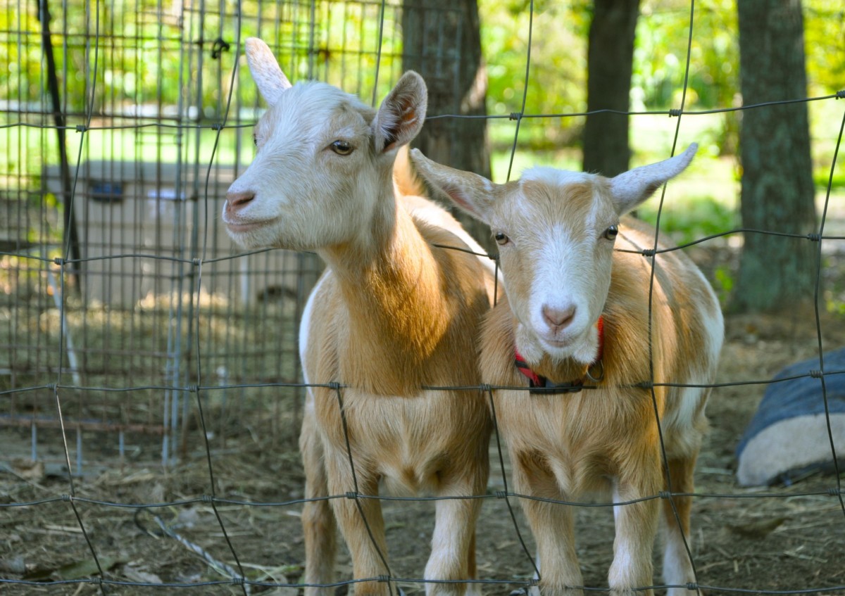 Buckley and Clifton