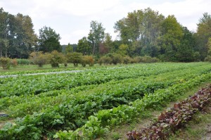 Lettuces Lettuces
