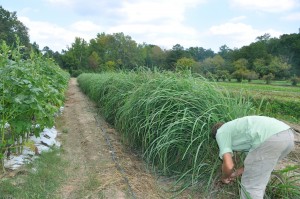 Seth Hancock checks lemon grass Seth Hancock checks lemon grass