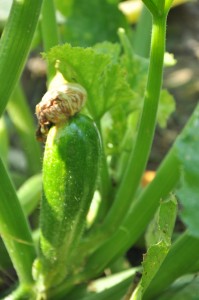 Zuchini Zuchini