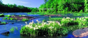 The Flint River begins in Hapeville and becomes one of Georgia's most scenic rivers, according to the New Georgia Encyclopedia. Credit: sherpaguides.com