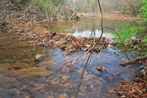 This beaver dam across Proctor Creek, at a site downstream of the bridge at James Jackson Parkway, exemplifies the type of habitat to be restored through wide ranging efforts to restore the creek's basin. File/Credit: Alan Cressler via Flickr