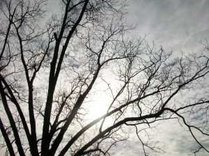 Read the second story in our series on Georgia about the state of Georgia's sustainable farms, including pecan trees at the Babe+Sage Farm near Gordon. Credit: David Pendered