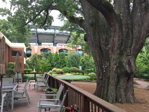 Largest black oak in Georgia, Turner Field