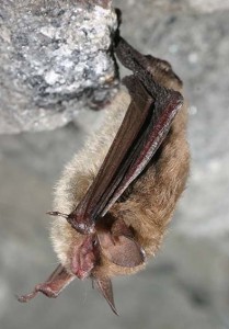 The white-nose disease is driving the Northeastern long-eared bat to the brink of extinction. Numbers have decreased by 99 percent in the Northeast and the species could be listed next years as an endangered species. Credit: fws.gov