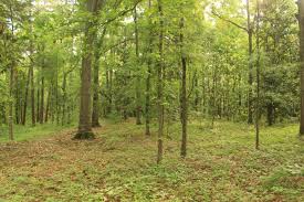 The city of Watkinsville purchased six acres of land to preserve as green space for the community. Credit: Williams & Associates