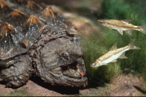 Alligator snapping turtle