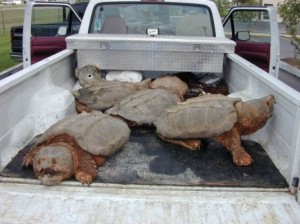 Alligator snapping turtles, sting operation