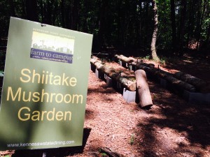 KSU, shiitake mushroom garden