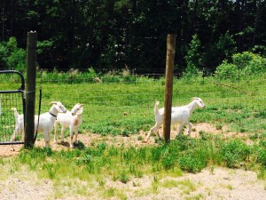 KSU, farm, goats