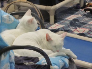 Cats do what cats do best, doze, on bedding procured by LifeLine for the Fulton County Animal Shelter. Credit: LifeLine