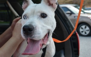 Princess has hopped into the vehicle and is heading home with her family through an adoption arranged by LifeLine at the Fulton County Animal Shelter. Credit: LifeLine