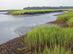 Georgia marshland