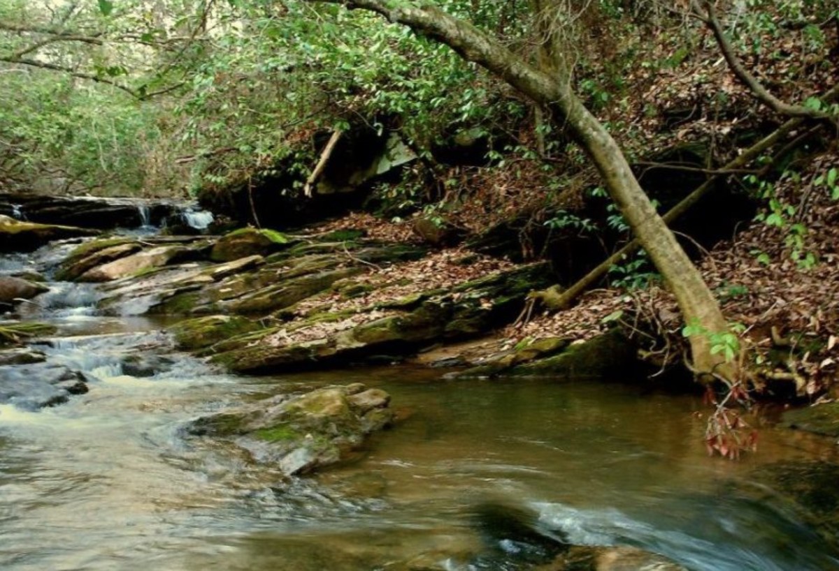 Hunting Lake Russell Wildlife Management Area
