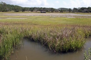 Sapelo marshland