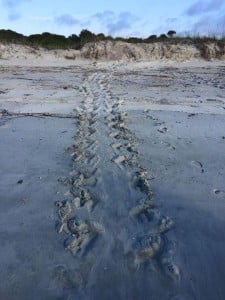 Loggerhead turtle