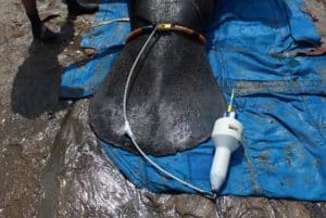 Manatee with belt, GPS