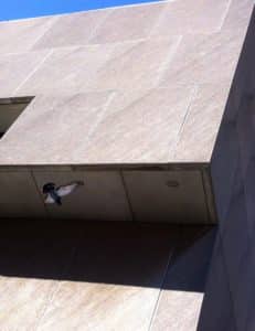 Downtown Library as pigeon takes flight (Photo by Kelly Jordan)