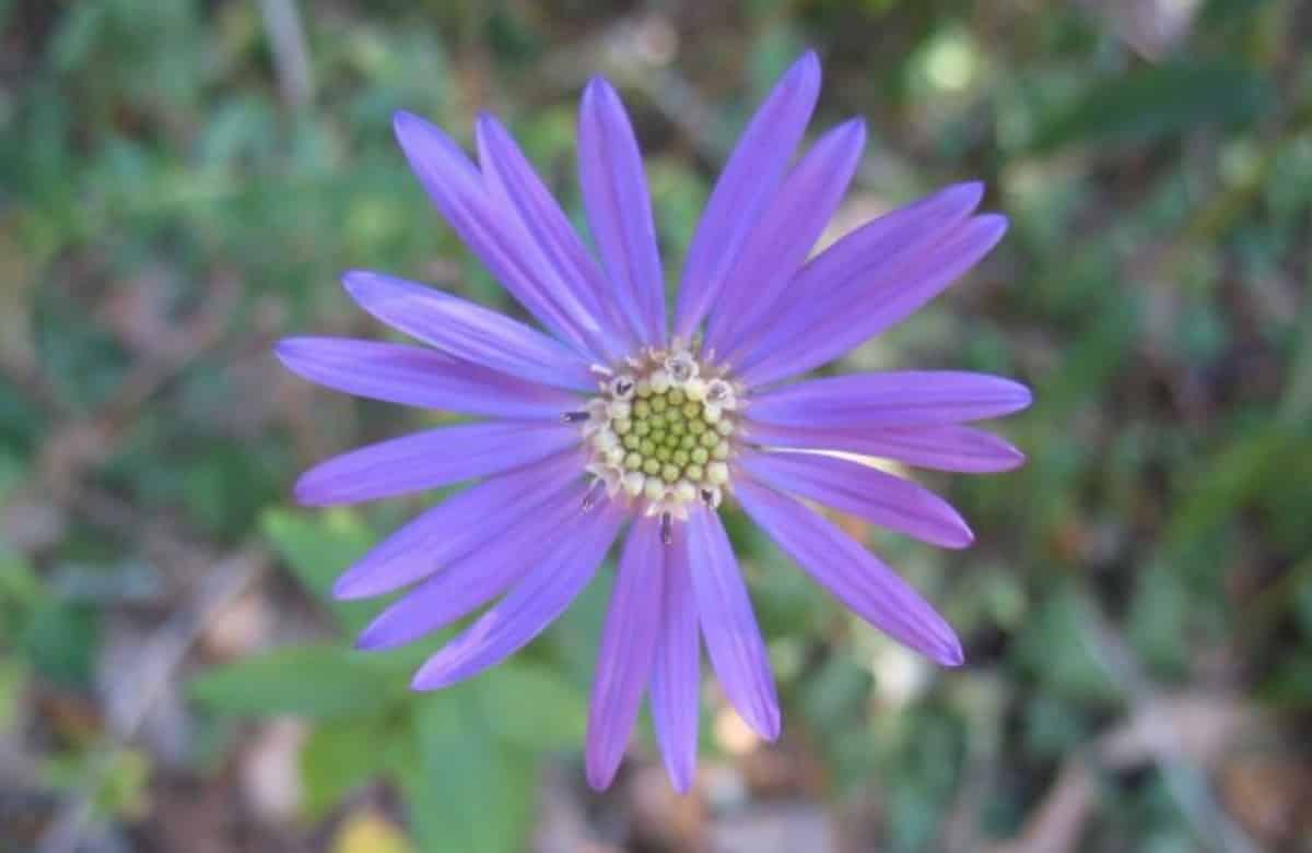 Georgia aster