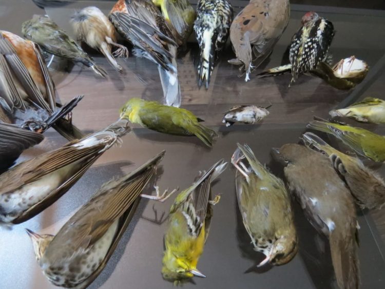 Turn off unnecessary outdoor lighting to reduce bird deaths ATL