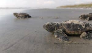 loggerhead turtles