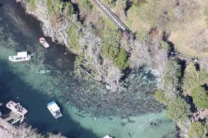 manatees, crystal river